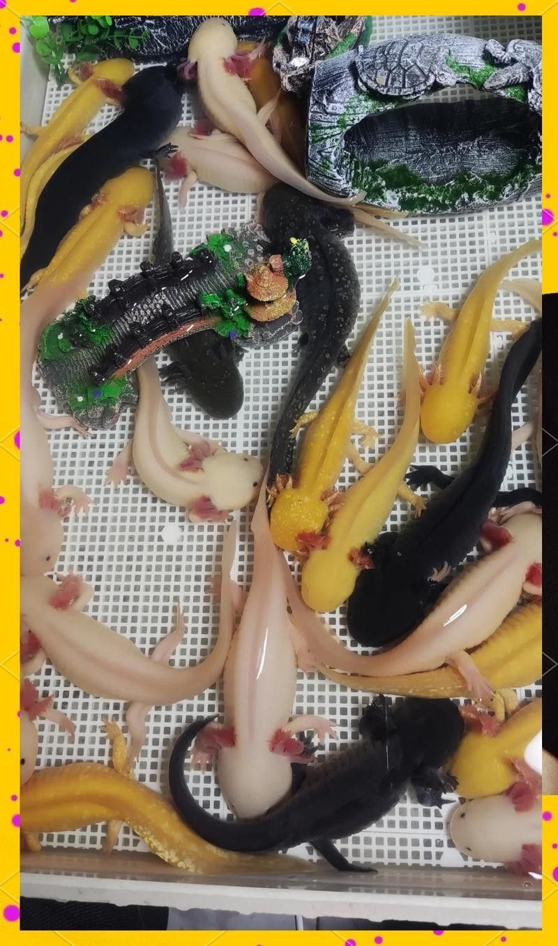 六角恐龍魚是否容易飼養：六角恐龍魚好養嗎