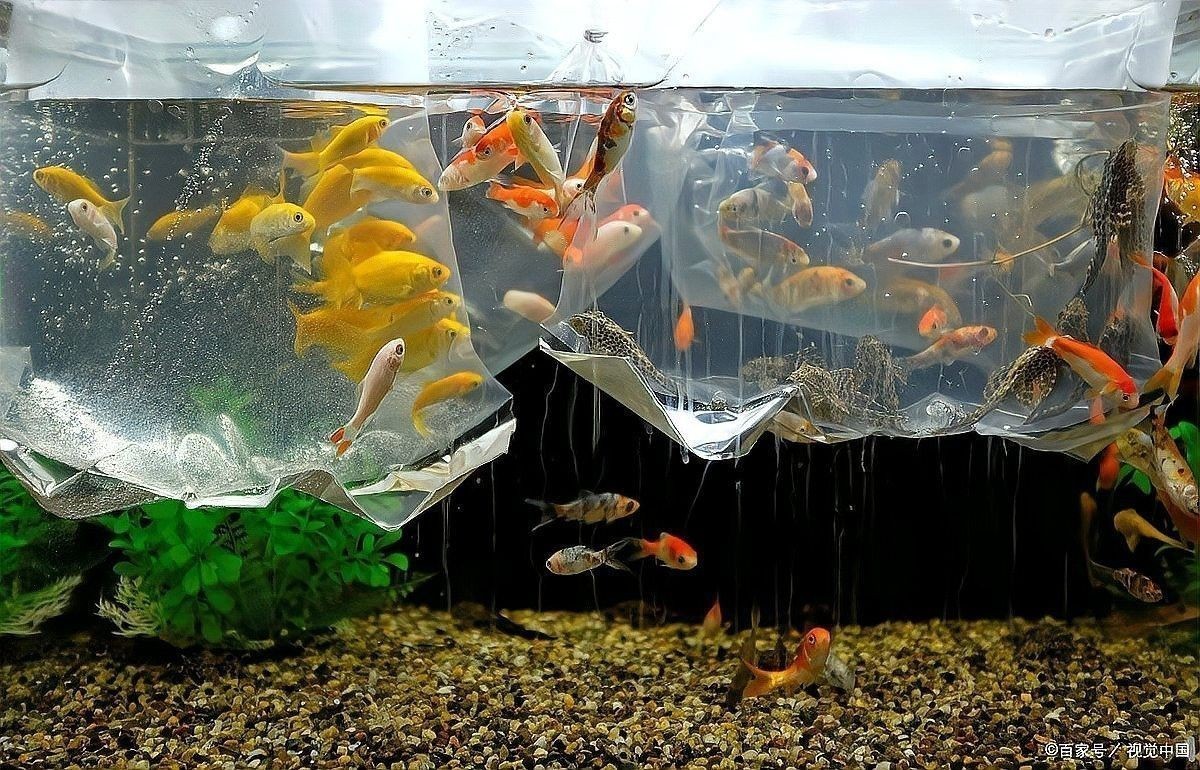 如何增加魚缸中的氧氣：怎么手動給魚缸加氧氣