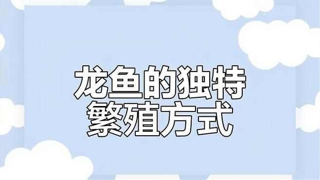 青龍魚繁殖難嗎：成功繁殖青龍魚需要注意哪些問題