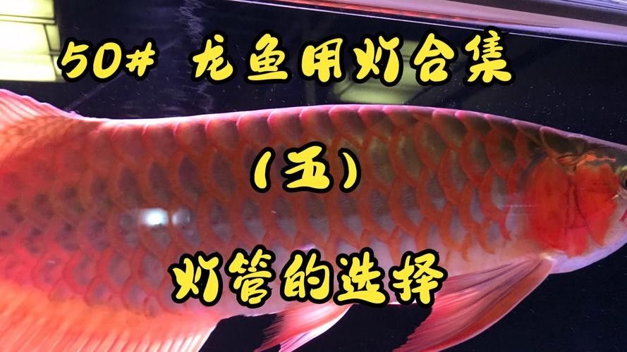 金龍魚燈光擺放位置圖：圖解金龍魚燈光擺放位置