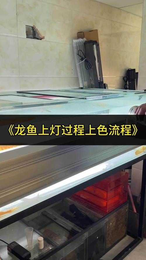 金龍魚燈光擺放位置圖：圖解金龍魚燈光擺放位置