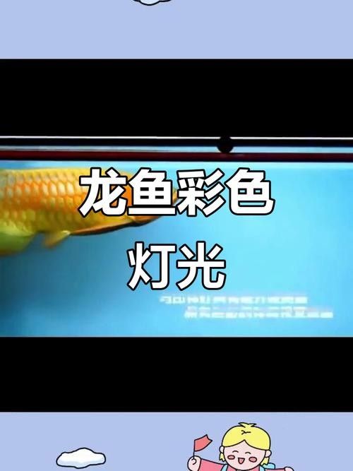 金龍魚燈光擺放位置圖：圖解金龍魚燈光擺放位置
