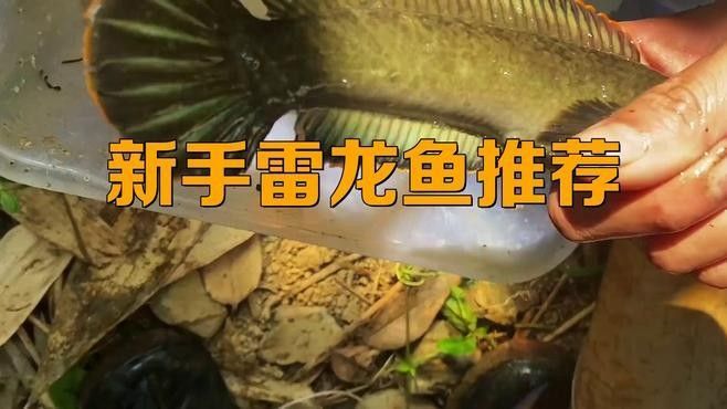 哪種小型龍魚最容易飼養(yǎng)：新手養(yǎng)雷龍魚哪些品種好養(yǎng)