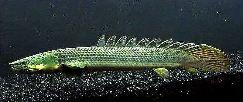 恐龍魚哪個品種最稀有：虎紋恐龍王白子種