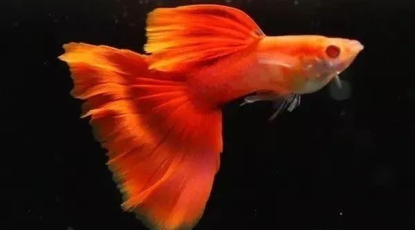 孔雀龍魚的價格是多少：孔雀龍魚好養嗎