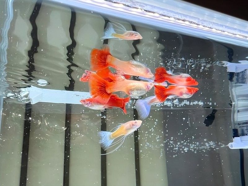 孔雀龍魚的價格是多少：孔雀龍魚好養嗎