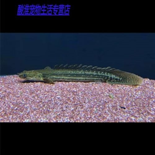 哪里可以買到正宗的大花恐龍魚：北京地區購買大花恐龍魚