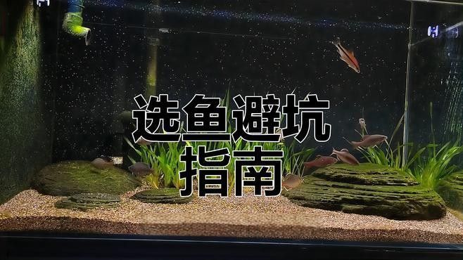 哪里可以買到正宗的大花恐龍魚：北京地區購買大花恐龍魚