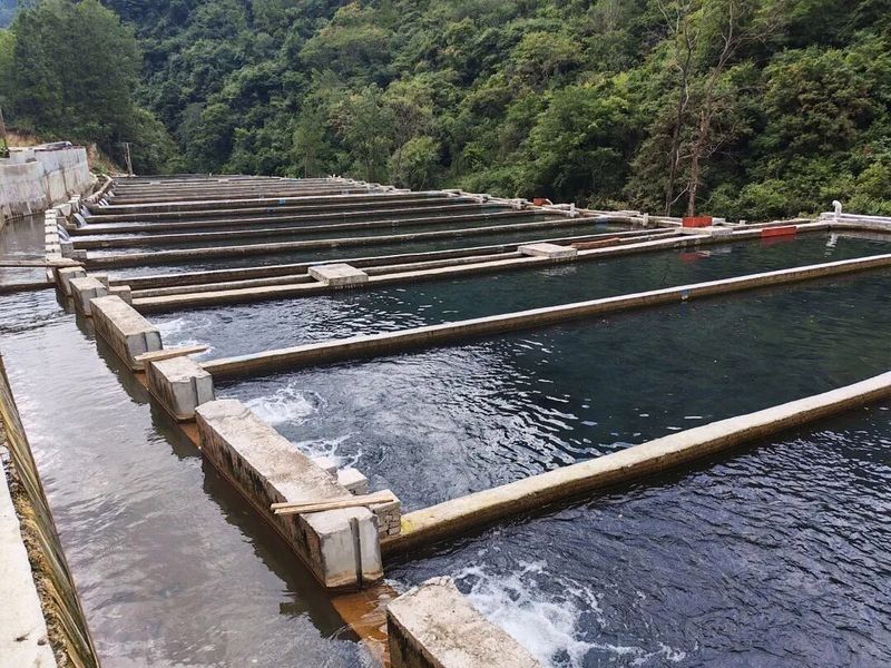 河源鱘龍魚的價格是多少：2018年9月30日全國主要批發(fā)市場鱘魚價格分析