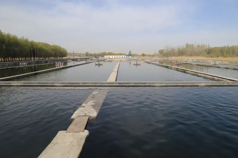 河源鱘龍魚的價格是多少：2018年9月30日全國主要批發(fā)市場鱘魚價格分析