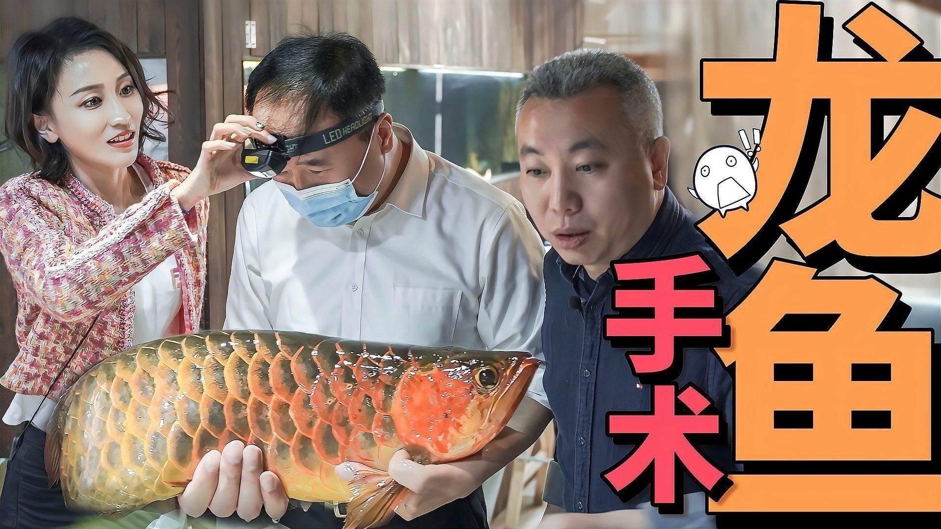 哪里可以購買到純種的高背金龍魚？：純種高背金龍魚推薦