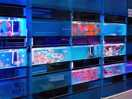 哈爾濱哪家龍魚(yú)商店口碑最好：哈爾濱與龍魚(yú)相關(guān)的商店