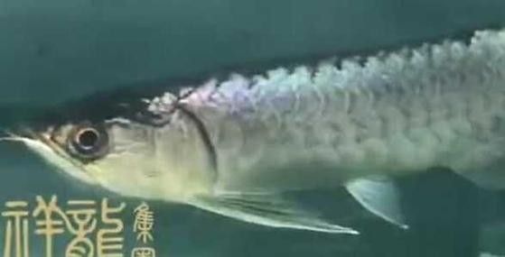 哪里可以找到高清的緬甸圖騰金龍魚圖片：如何獲取高清的緬甸圖騰金龍魚圖片