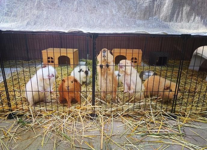 龍貓和荷蘭豬哪個更好養：養荷蘭豬要注意什么