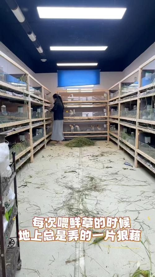 龍貓和荷蘭豬哪個更好養：養荷蘭豬要注意什么