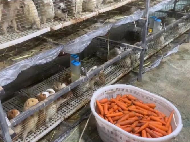 龍貓和荷蘭豬哪個更好養：養荷蘭豬要注意什么