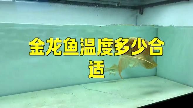 如何保持金龍魚缸內水溫穩(wěn)定：金龍魚最佳水溫控制指南