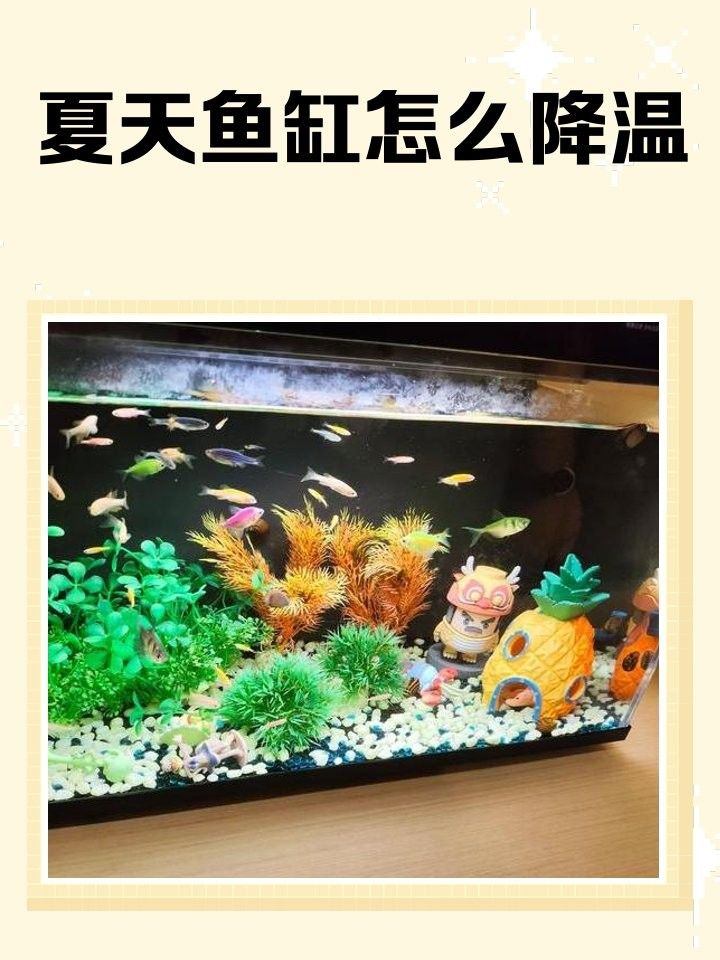 如何安全地給金頭金龍魚降溫？：金頭金龍魚溫度多少合適