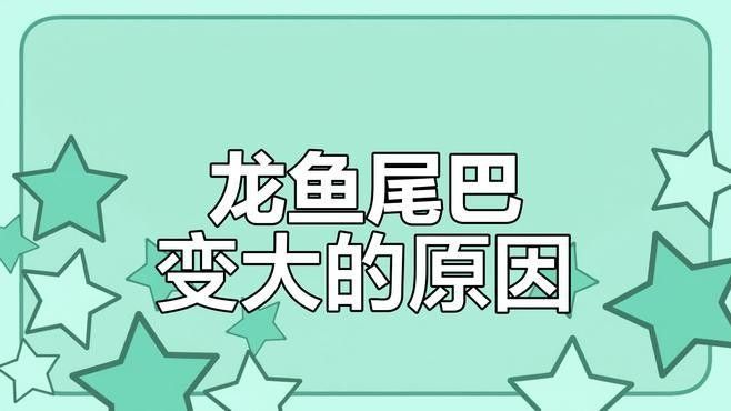 龍魚豎尾會持續多久：如何預防龍魚豎尾