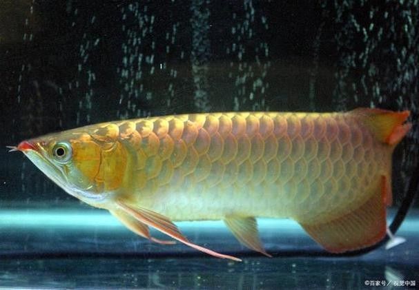 渝北哪個(gè)水族館龍魚好？祥龍魚場(chǎng)龍魚：祥龍魚場(chǎng)龍魚的價(jià)格如何？