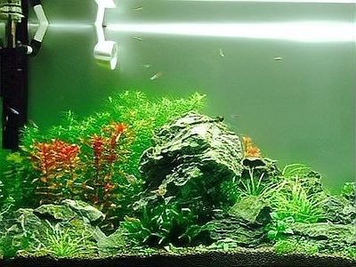 紅龍魚開箱后如何過水：第一次養紅龍魚，有什么需要注意的嗎