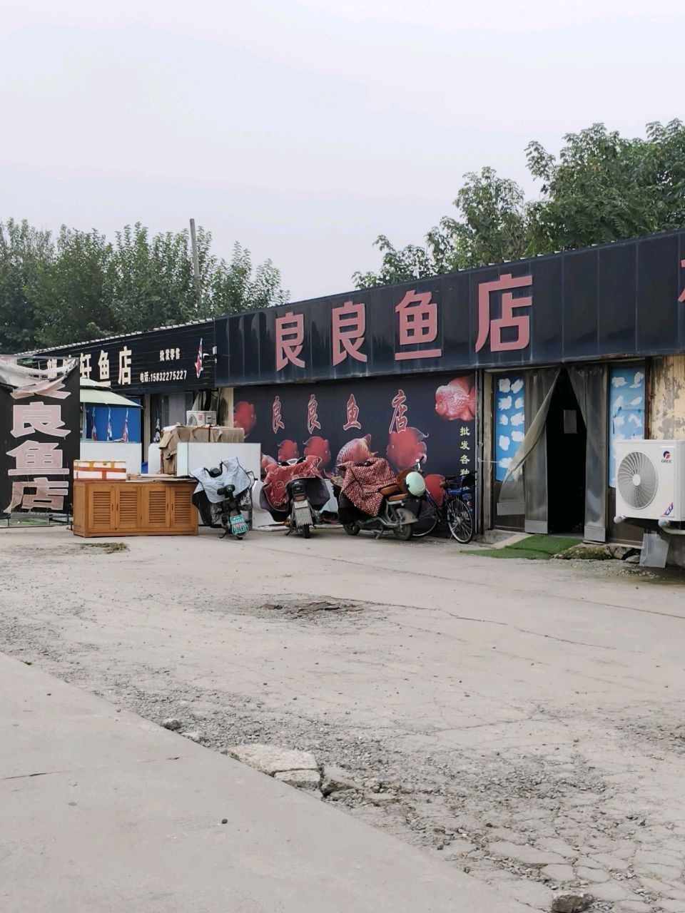 保定龍魚市場的具體地址：保定哪有賣紅龍魚hb91011