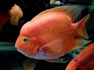 龍魚和鸚鵡魚的最佳混養比例：龍魚與鸚鵡魚混養關鍵要點