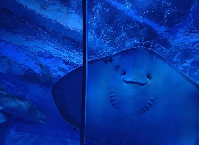 成都龍魚閣水族館的營業時間是？：成都龍魚閣水族館怎么樣