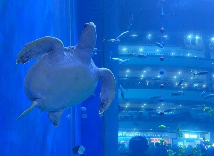 成都龍魚閣水族館的營業時間是？：成都龍魚閣水族館怎么樣