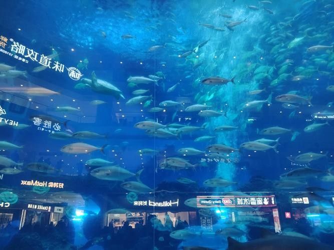成都龍魚閣水族館的營業時間是？：成都龍魚閣水族館怎么樣