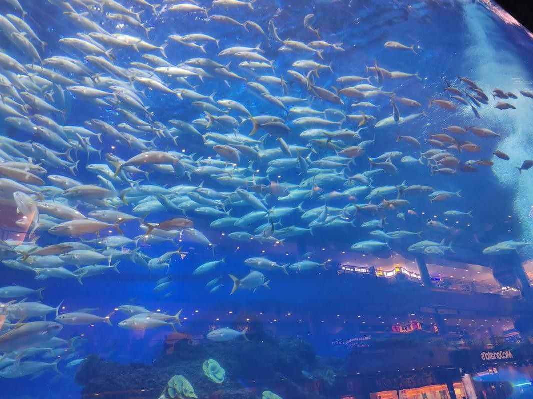 成都龍魚閣水族館的營業時間是？：成都龍魚閣水族館怎么樣