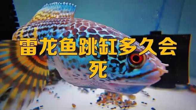 龍魚跳缸后多久會死？：雷龍魚跳缸后若未及時發現并處理，多久會導致死亡