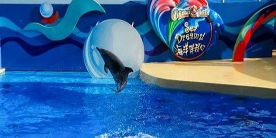 黃岡還有哪些水族館：湖北省黃岡市各區(qū)縣的水族館