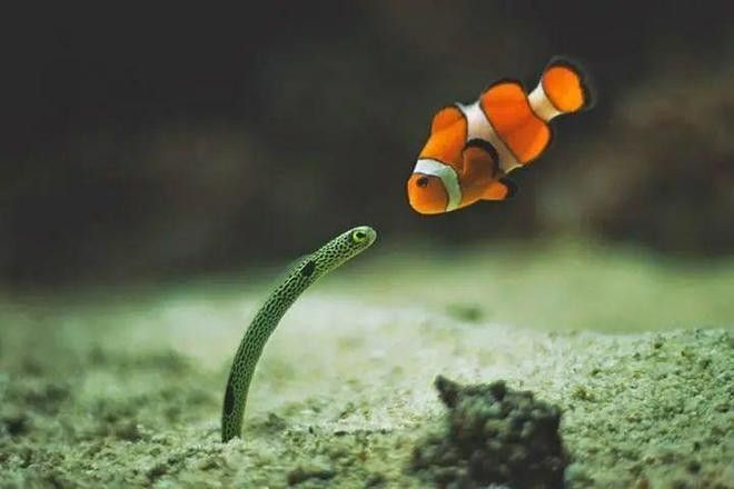 紅龍魚拍攝時如何避免玻璃反光？：拍攝魚缸時有反光怎么解決