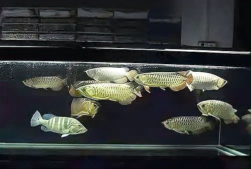 金龍魚和巴西亞混養(yǎng)需要多大的魚缸：金龍魚與巴西亞混養(yǎng)時(shí)，魚缸尺寸需兼顧兩者體型及活動(dòng)需求