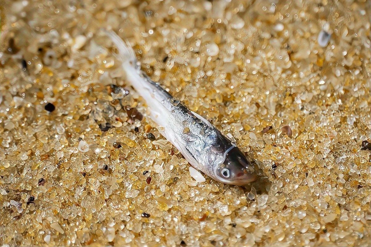 金龍魚腸胃炎會自愈嗎：金龍魚得了腸炎會自愈嗎 金龍魚腸胃炎會自愈嗎：金龍魚得了腸炎會自愈嗎 龍魚百科 第5張