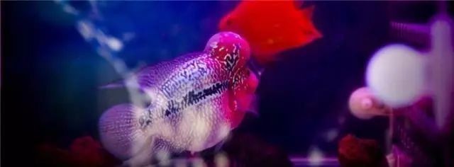 清洗濾材時需要注意什么？：養魚說，魚缸濾材能清洗嗎 清洗濾材時需要注意什么？：養魚說，魚缸濾材能清洗嗎 龍魚百科 第10張