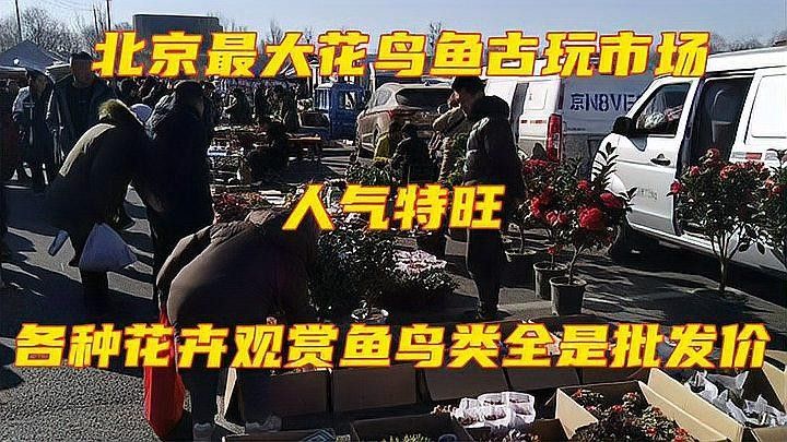 龍頭魚擺件多久保養一次合適？：風水最好的魚擺件客廳最旺擺件