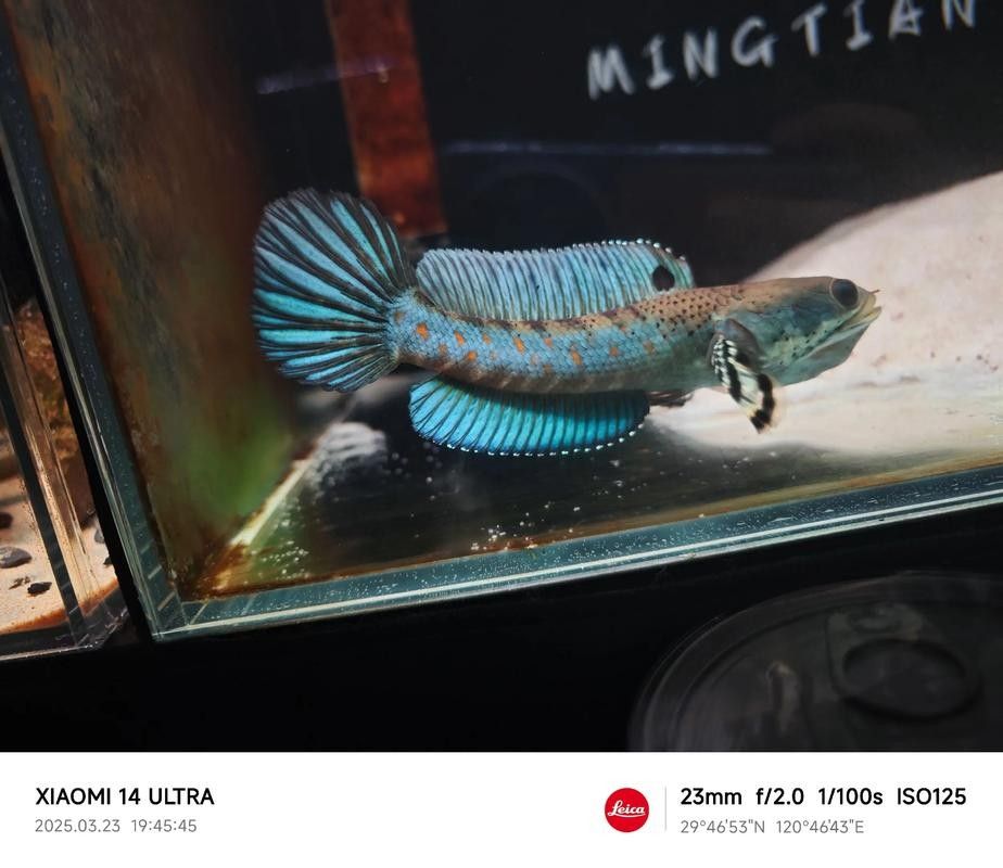 幻彩藍寶石雷龍魚發色技巧有哪些：幻彩藍寶石雷龍魚發色技巧