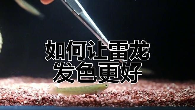 幻彩藍寶石雷龍魚發色技巧有哪些：幻彩藍寶石雷龍魚發色技巧