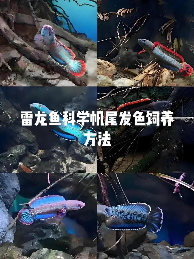 幻彩藍寶石雷龍魚發色技巧有哪些：幻彩藍寶石雷龍魚發色技巧