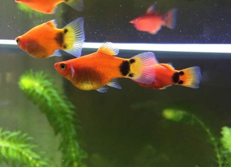 孔雀魚和米奇魚混養(yǎng)會(huì)雜交嗎？：孔雀魚和米奇魚混養(yǎng)時(shí)通常不會(huì)雜交1