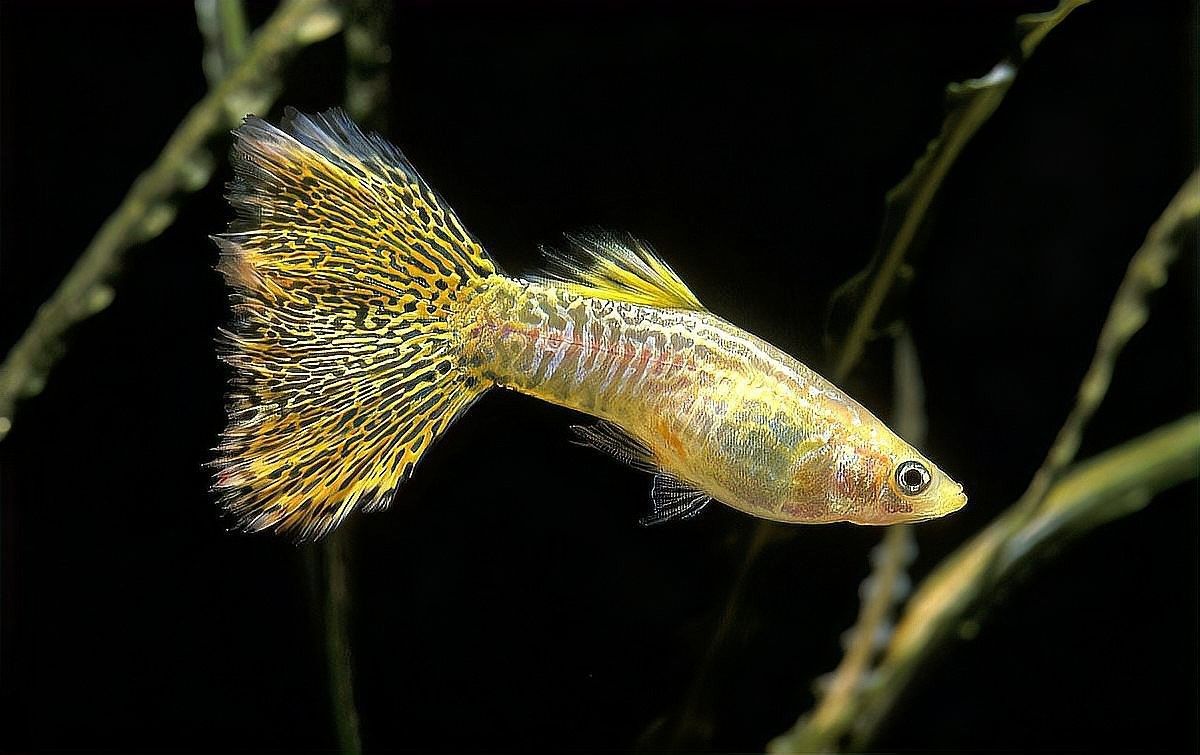 孔雀魚和米奇魚混養(yǎng)會(huì)雜交嗎？：孔雀魚和米奇魚混養(yǎng)時(shí)通常不會(huì)雜交1
