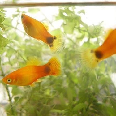 孔雀魚和米奇魚混養(yǎng)會(huì)雜交嗎？：孔雀魚和米奇魚混養(yǎng)時(shí)通常不會(huì)雜交1