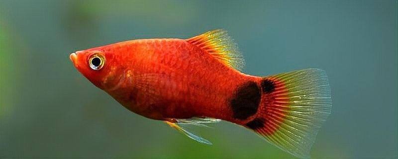 孔雀魚和米奇魚混養(yǎng)會(huì)雜交嗎？：孔雀魚和米奇魚混養(yǎng)時(shí)通常不會(huì)雜交1