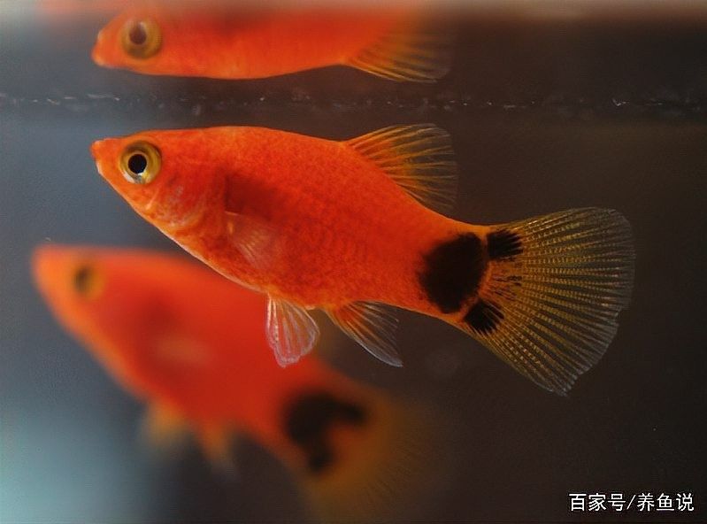 孔雀魚和米奇魚混養(yǎng)會(huì)雜交嗎？：孔雀魚和米奇魚混養(yǎng)時(shí)通常不會(huì)雜交1