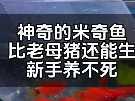 孔雀魚和米奇魚混養(yǎng)會(huì)雜交嗎？：孔雀魚和米奇魚混養(yǎng)時(shí)通常不會(huì)雜交1
