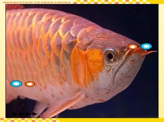 飛鳳魚如何與龍魚<strong><mark>和平</mark></strong>共處：飛鳳魚與龍魚混養是觀賞魚飼養中常見的\