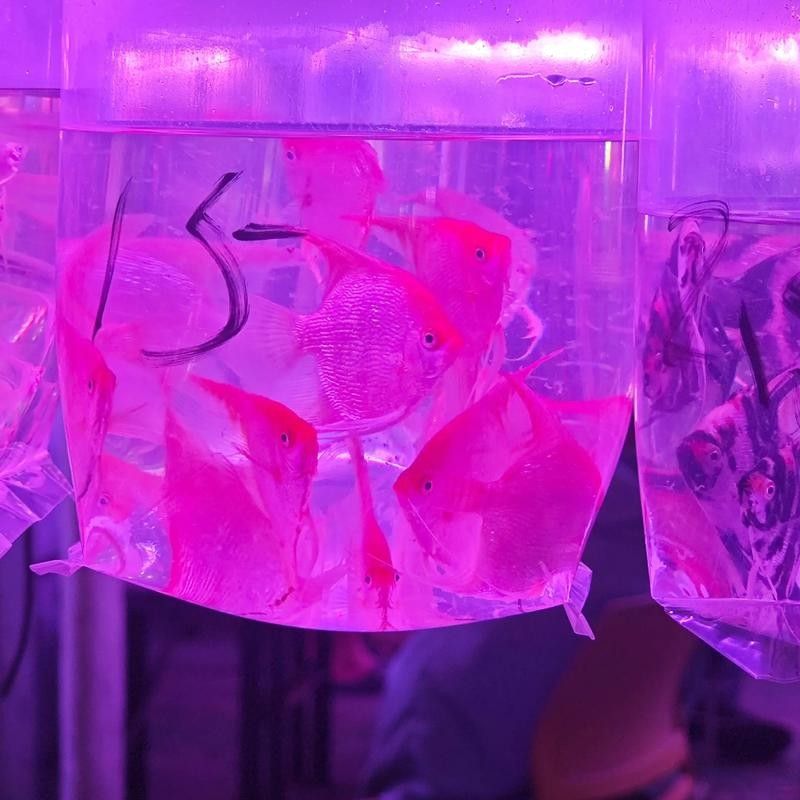 如何聯(lián)系鞍山的水族商家？：全面振興鋼都，鞍山眾鑫水族每周魚集