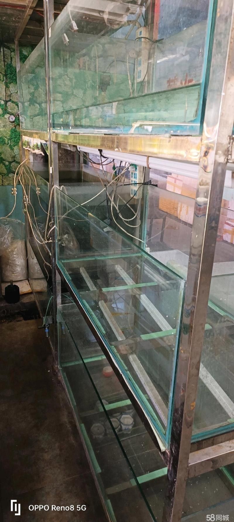 如何聯(lián)系鞍山的水族商家？：全面振興鋼都，鞍山眾鑫水族每周魚集